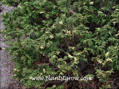 Expansa Aureospicata Juniper (Juniperus chinensis)